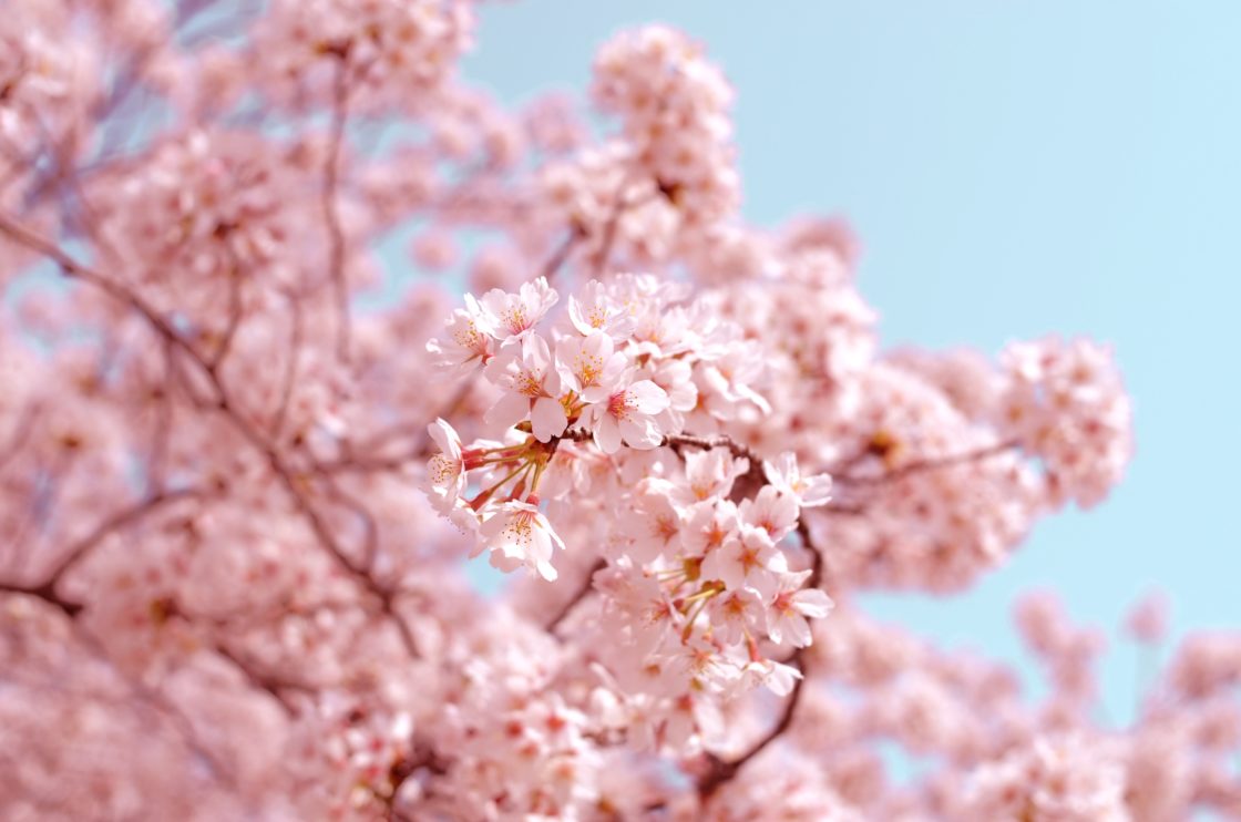 Cherry blossoms on the tree with a blue sky