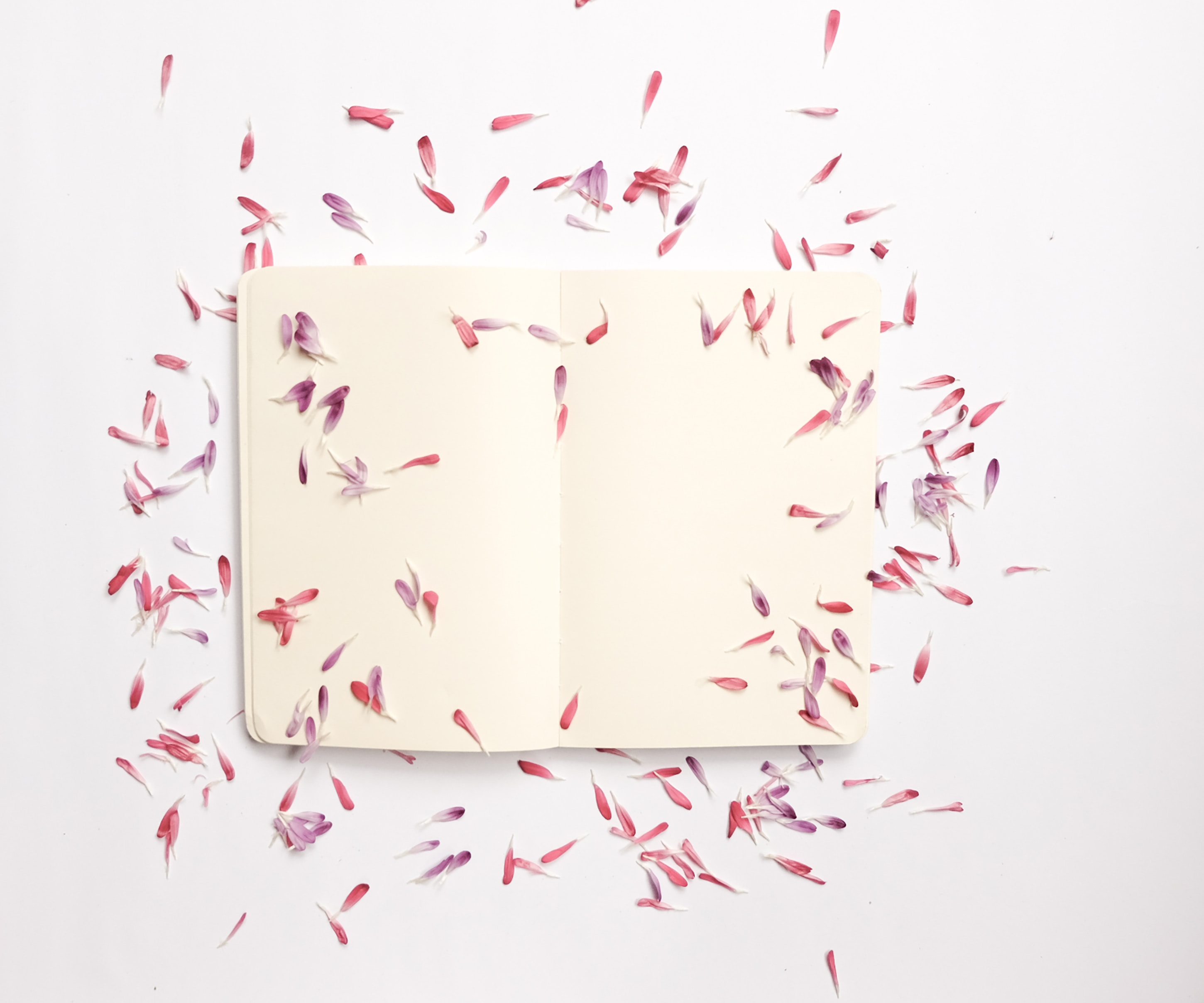 A blank journal with pink flower petals scattered around it