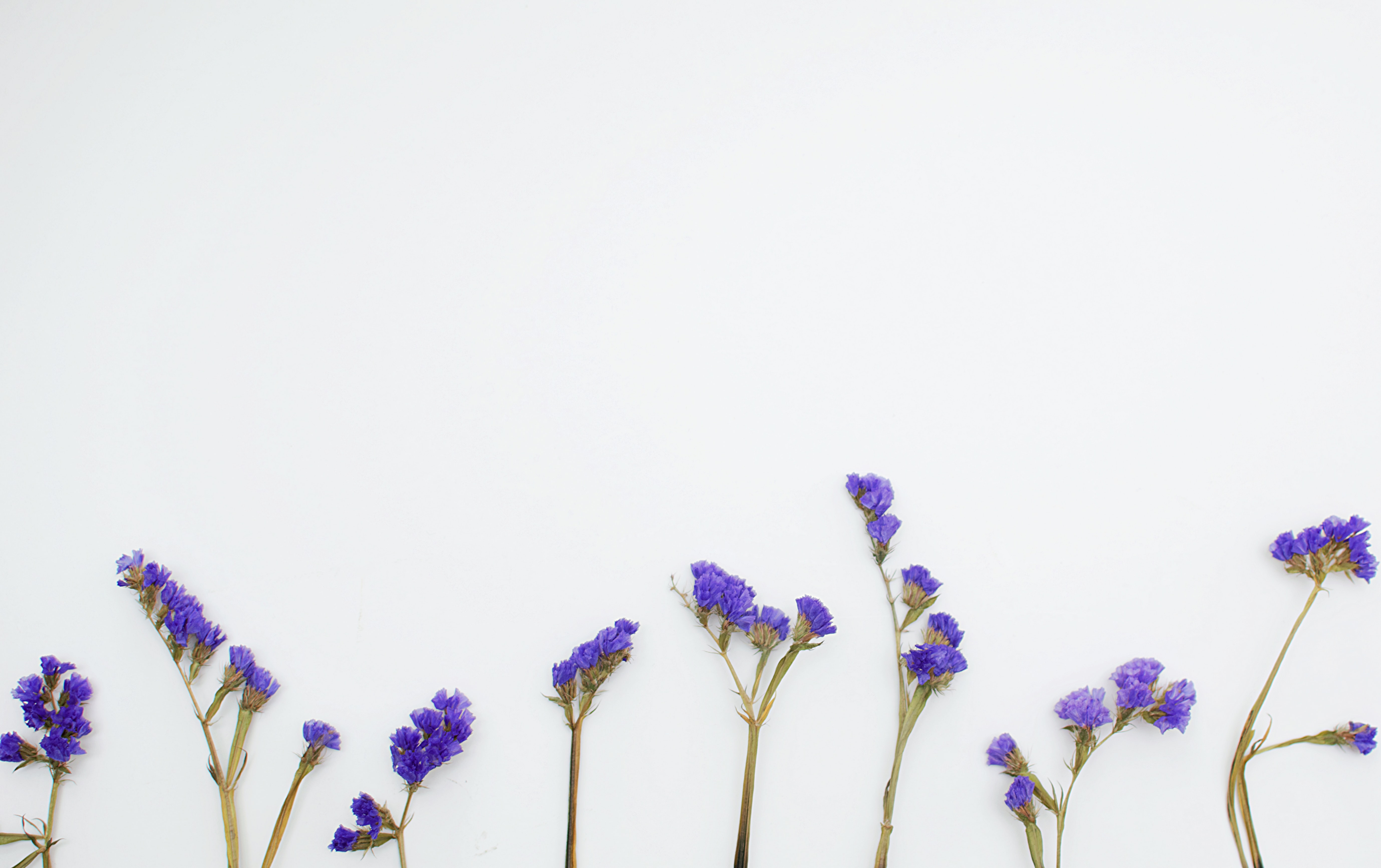 Sprigs of lavender plant