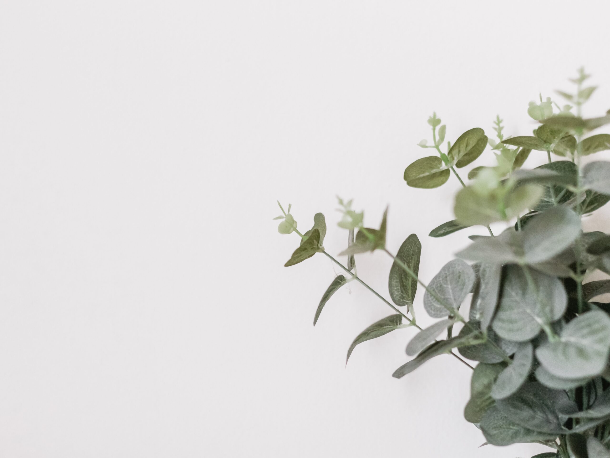 White background with a bunch of eucalyptus on the right side.